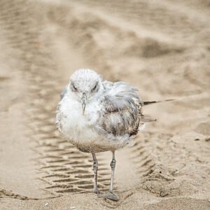 Patience in the Sand